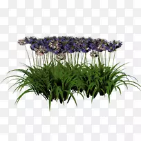 切花花盆花草-植物-空若网 切花花盆花草-植物-空若网