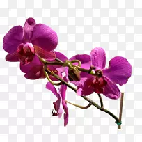 花卉博客剪贴画-花-空若网 花卉博客剪贴画-花-空若网