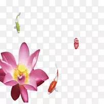 ����nelumbo nucifera��ɻ�ЧӦ-�ɻ�����-������