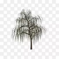 绘制/m/02csf松树对称白色-空若网 绘制/m/02csf松树对称白色-空若网