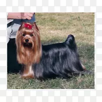 澳洲丝质猎犬澳洲猎犬约克郡猎犬诺维奇猎犬莫基-空若网 澳洲丝质猎犬澳洲猎犬约克郡猎犬诺维奇猎犬莫基-空若网