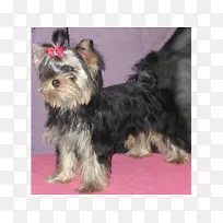 约克郡小猎犬,澳洲丝毛猎犬,凯恩猎犬,莫基猎犬-小狗-空若网 约克郡小猎犬,澳洲丝毛猎犬,凯恩猎犬,莫基猎犬-小狗-空若网