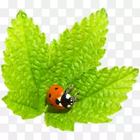 昆虫u0411u043eu0440u0434u044eu0440多年生植物-瓢虫-空若网 昆虫u0411u043eu0440u0434u044eu0440多年生植物-瓢虫-空若网