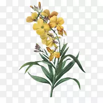 ֲ��廭����ֲ��ѧ�������õ�廨-������