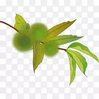 ���Ĳ���Crenata��֧����-��-������