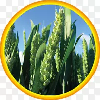 �̱�����Ʒ��ͥ-������