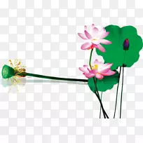 水彩画莲藕-空若网 水彩画莲藕-空若网