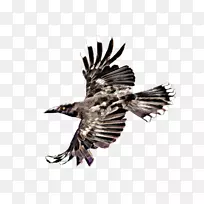 玛丽亚岛见塔斯马尼亚山惠灵顿鹰灰色线塔斯马尼亚日游-鹰-空若网 玛丽亚岛见塔斯马尼亚山惠灵顿鹰灰色线塔斯马尼亚日游-鹰-空若网