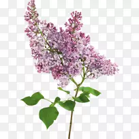 丁香博客剪贴画-丁香-空若网 丁香博客剪贴画-丁香-空若网
