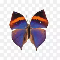 蝴蝶和蛾动画电脑动画-空若网 蝴蝶和蛾动画电脑动画-空若网