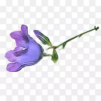 花瓣切花植物茎叶开花植物叶-空若网 花瓣切花植物茎叶开花植物叶-空若网