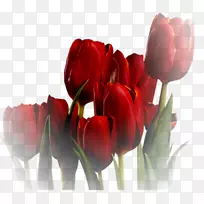 郁金香花-郁金香-空若网 郁金香花-郁金香-空若网
