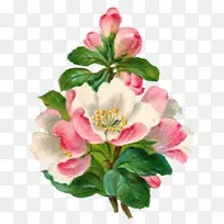 花卉剪贴画.复古花卉植物-空若网 花卉剪贴画.复古花卉植物-空若网