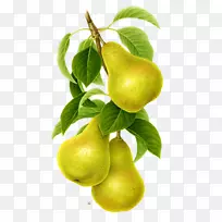 ÑÇÖÞÀæ¹û-ÊÖ»æÀæ¹ûÒ¶-¿ÕÈôÍø ÑÇÖÞÀæ¹û-ÊÖ»æÀæ¹ûÒ¶-¿ÕÈôÍø