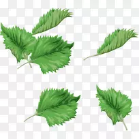 叶绿水彩画剪贴画水彩绿叶画-空若网 叶绿水彩画剪贴画水彩绿叶画-空若网