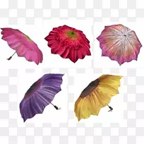 花瓣伞亚马逊网站紫色开花植物-光明的一面-空若网 花瓣伞亚马逊网站紫色开花植物-光明的一面-空若网