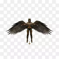 羽毛喙-羽毛-空若网 羽毛喙-羽毛-空若网