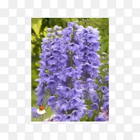 Ӣ��޹�²ݡ����ѡ�������-������