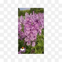 Ӣ��޹�²���ͨ�����ľ-����-������