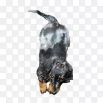 小狗繁殖鼻子-小狗-空若网 小狗繁殖鼻子-小狗-空若网