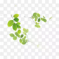 水彩画下载绿叶-空若网 水彩画下载绿叶-空若网