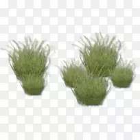 草本植物水族馆-波西米亚狂想曲-空若网 草本植物水族馆-波西米亚狂想曲-空若网