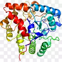 人体珠宝有机体剪贴画.珠宝-空若网 人体珠宝有机体剪贴画.珠宝-空若网