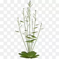 ���Ϳ����Ա�����ֲ̬����Ӧ-ֲ�����ѧ-������