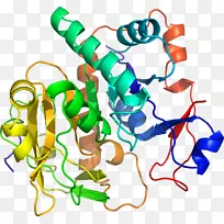 人体首饰有机体线剪贴画线-空若网 人体首饰有机体线剪贴画线-空若网