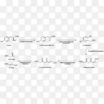酪氨酸柠檬酸循环蛋白性氨基酸甲状腺素-空若网 酪氨酸柠檬酸循环蛋白性氨基酸甲状腺素-空若网