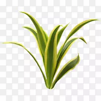 ����ˮ��ֲ��-ֲ��-������