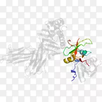 �����ֽ���Լ���������-������