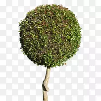 乔木灌木花盆树-空若网 乔木灌木花盆树-空若网