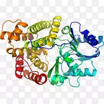 �����߶����������-������