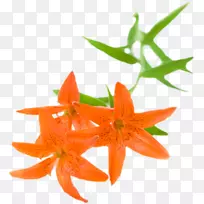 摄影花橙色百合-花-空若网 摄影花橙色百合-花-空若网