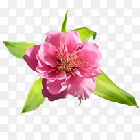 白芍科花瓣-牡丹-空若网 白芍科花瓣-牡丹-空若网