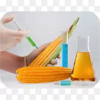 有机食品转基因生物玉米-健康-空若网 有机食品转基因生物玉米-健康-空若网