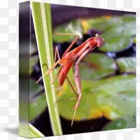 ������-������