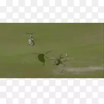 ������̬����Ⱥ-ch47chinook-������