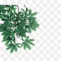 Ҷ֦��Ӱ-��Ҷ����֦��װ��ͼ��-������