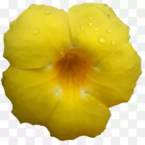 Belur��ѧ˹������Sarada Devi��֯ƷSarada uchiha���ٲƸ�-Belur��ѧ-������