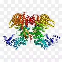 甾醇调节元件.结合蛋白2亮氨酸拉链-空若网 甾醇调节元件.结合蛋白2亮氨酸拉链-空若网