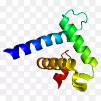 CREB-��ϵ���p 300-cbp�������Ӽ���EP300-������