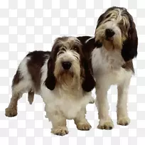 小贝塞特格里芬大贝塞特格里芬奥特猎犬布丽芬格里芬大格里芬温登-的人-空若网 小贝塞特格里芬大贝塞特格里芬奥特猎犬布丽芬格里芬大格里芬温登-的人-空若网