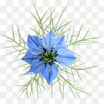 开花植物-植物-空若网 开花植物-植物-空若网