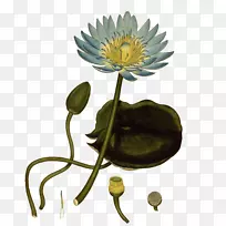 植物学家的宝库,为新的和稀有的植物插图植物区系花卉-空若网 植物学家的宝库,为新的和稀有的植物插图植物区系花卉-空若网