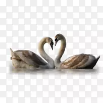 Cygnini����-����-������