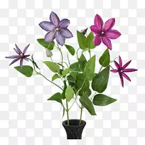 花盆Naver博客石斛普通菊花-空若网 花盆Naver博客石斛普通菊花-空若网