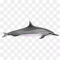 图库溪普通宽吻海豚白嘴海豚伊洛瓦底江海豚里索海豚-空若网 图库溪普通宽吻海豚白嘴海豚伊洛瓦底江海豚里索海豚-空若网