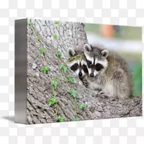 须、浣熊、鼻子、动物群、幼浣熊-空若网 须、浣熊、鼻子、动物群、幼浣熊-空若网